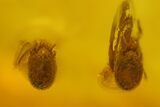 Fossil Flies (Diptera) and Mites (Acari) in Baltic Amber #163510-3